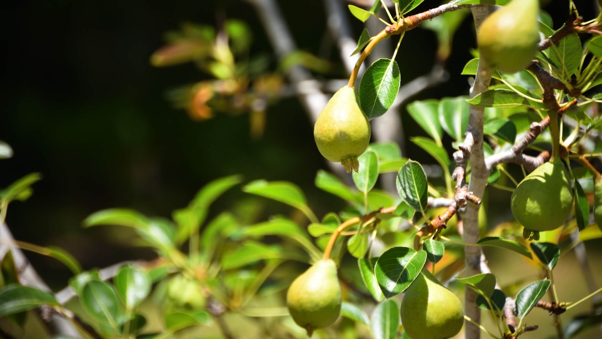 La pera è un frutto climaterico: cosa significa?