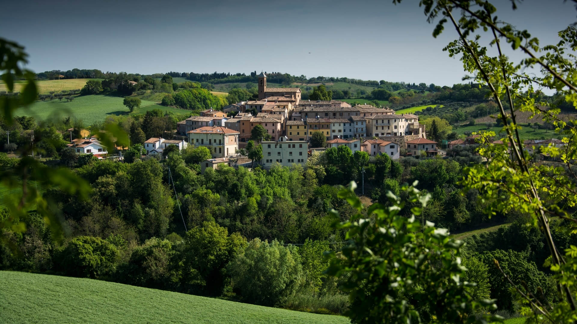 Pera Angelica di Serrungarina o dell'Emilia Romagna