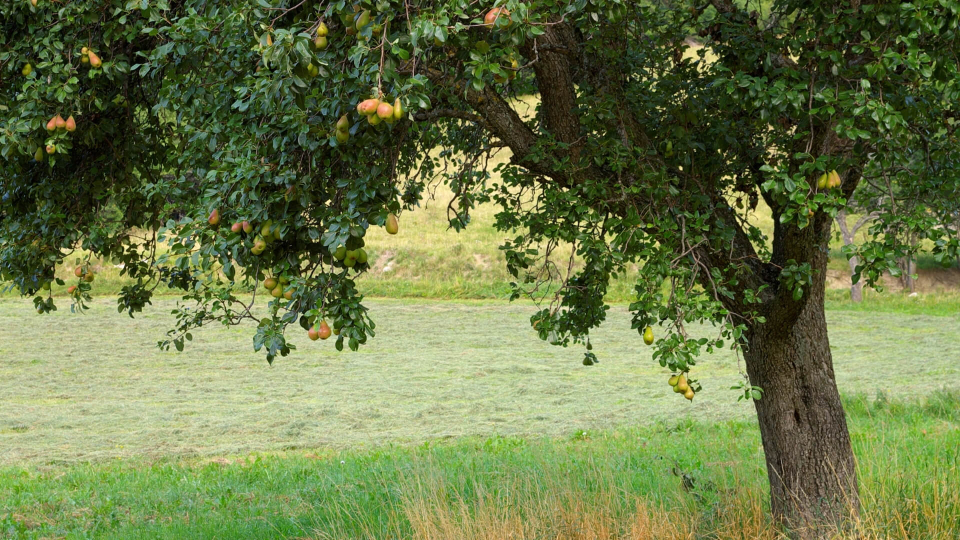 albero di pere (pero): come coltivarlo