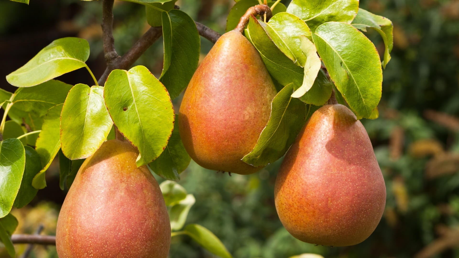 Le pere butirre: quali sono e cosa significa