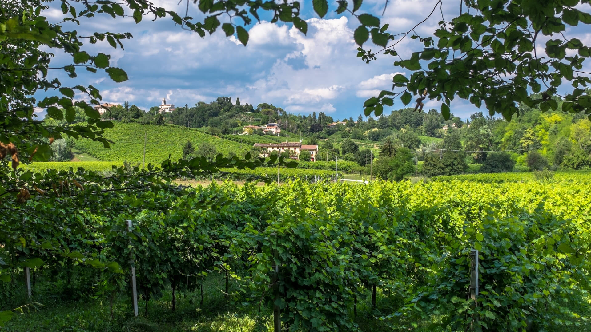 Le pere del Veneto, varietà antiche e moderne