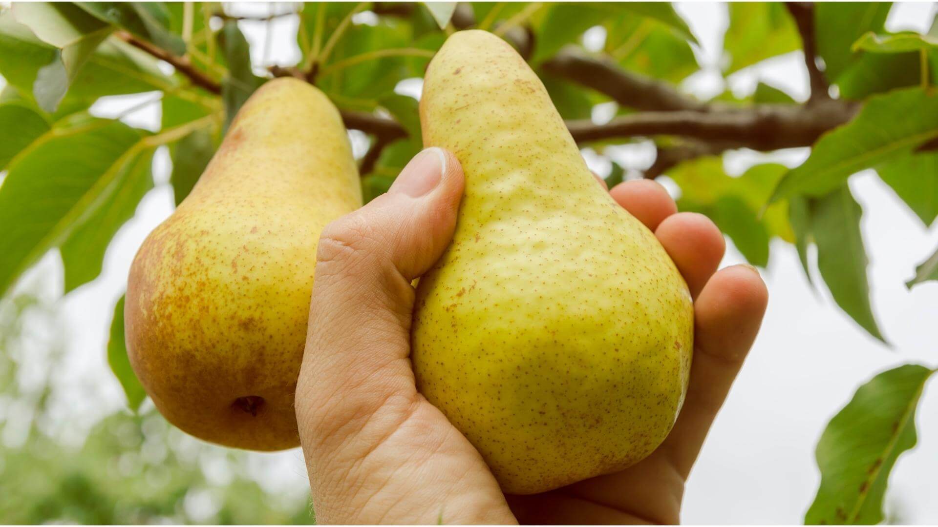 Mazzone pear. Груша Дюшес Вильямс. Груша Дюшес летний (Вильямс). Груша пермячка. Сорт груши Бартлетт.