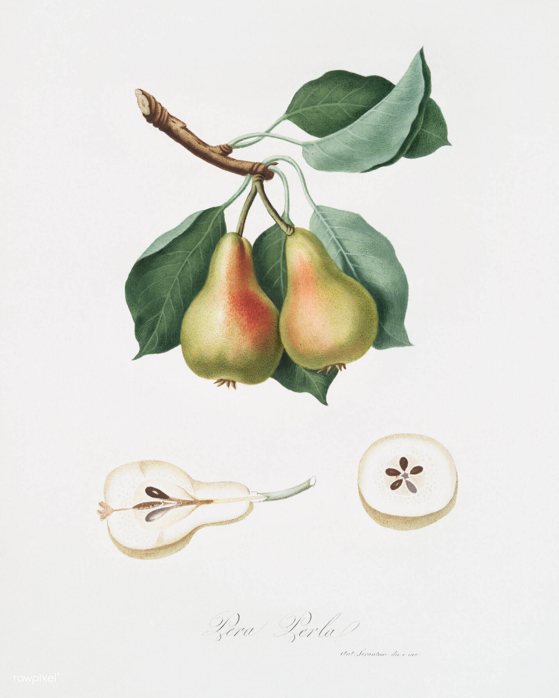 illustrazione di pera dal libro Pomona italiana di Gallesio