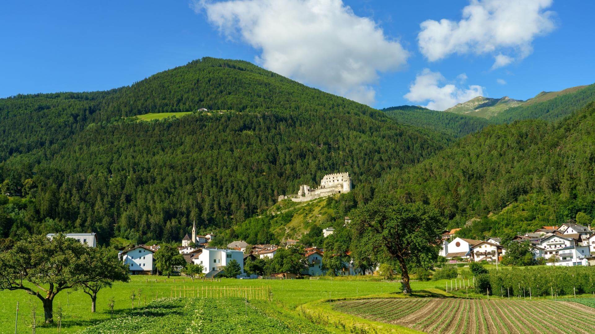 coltivazione di pera Pala in Val Venosta