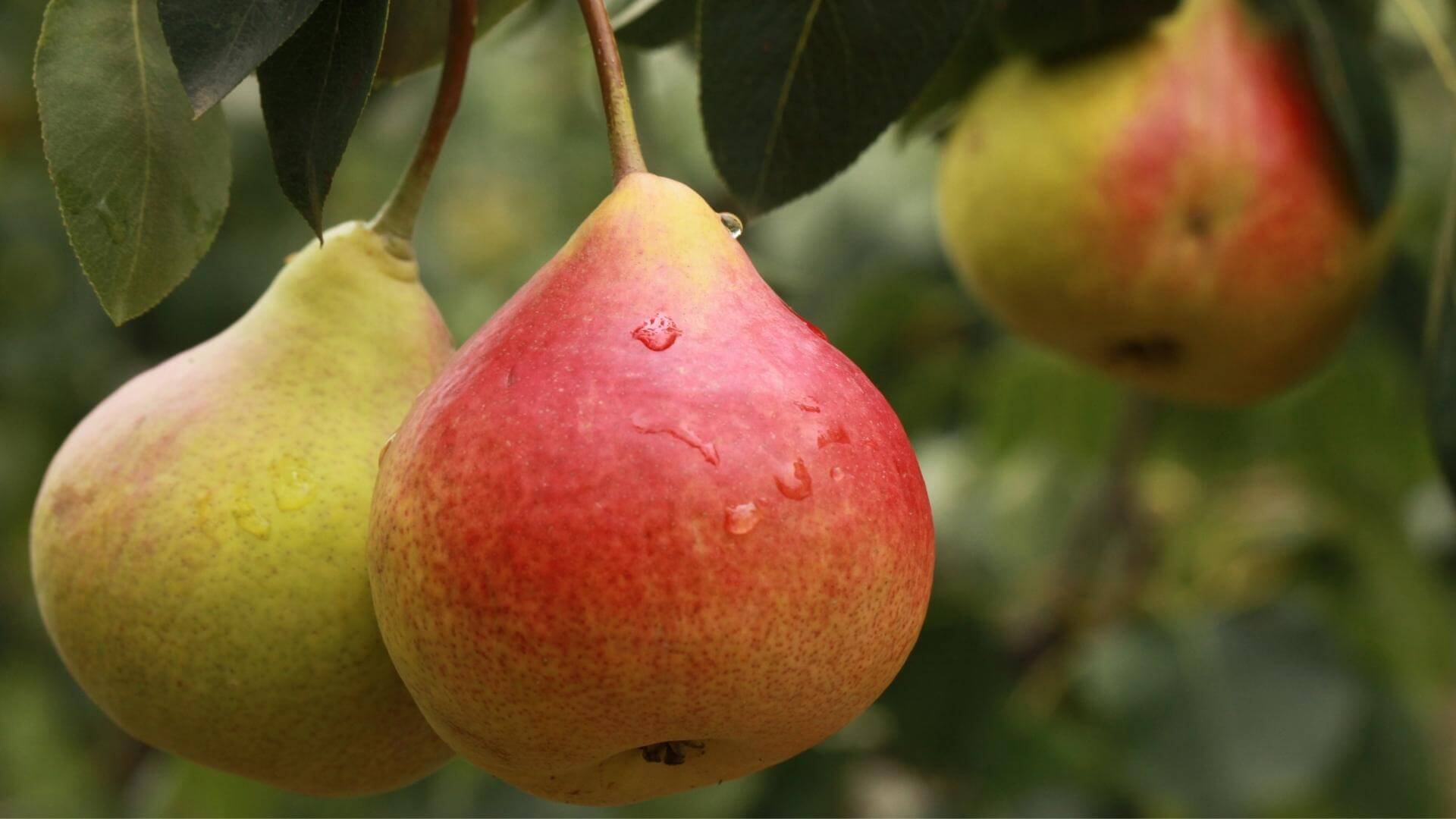 Pera Facci Bedda, la perina siciliana da mettere nel risotto